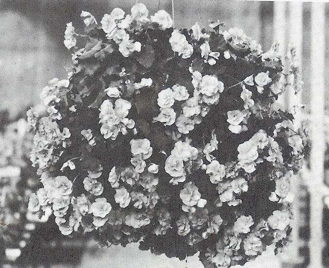 B. ‘Aphrodite Pink’